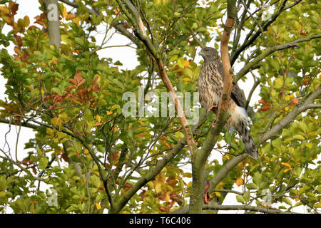common buzzard in a tree Stock Photo
