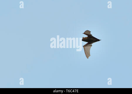 common noctule in flight Stock Photo