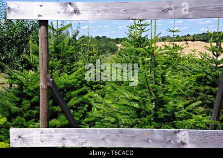 Christmas trees in summer Stock Photo