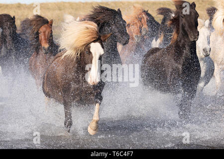 Icelandic horses running across a glacial river, South Iceland Stock Photo
