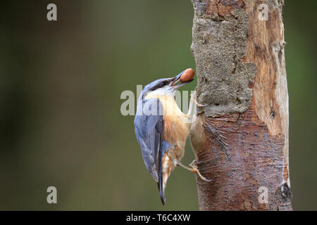 Nuthatch Sitta Europaea Taking A Peanut From A Log Bird Feeder