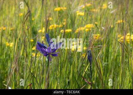 Camas lily, Camassia, purple wildflowers growing in spring meadow. Stock Photo