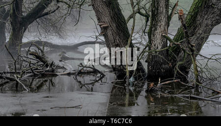 Tree Dead Cold Dead trees in ice water during winter in a city park Stock Photo - Alamy