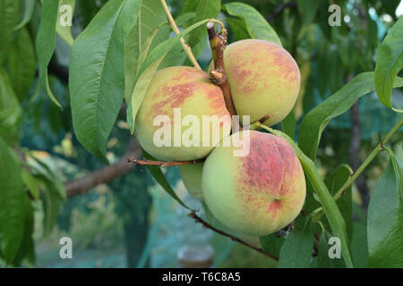 Peaches almost ripe still on the tree Stock Photo