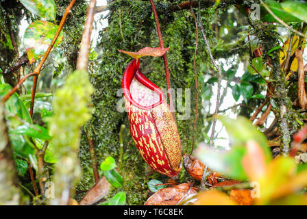 Wild Nepenthes, Tropical pitcher plants, red monkey cups. Exotic plants Stock Photo