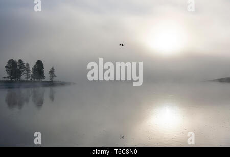 Canada Goose (Branta canadens). Geese flying in early morning fog over the Yellowstone River. Yellowstone National Park, Wyoming, USA. Stock Photo