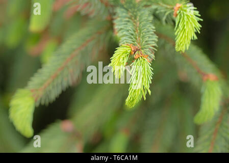 coniferous with light green branches Stock Photo