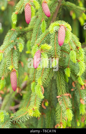 coniferous with light green branches and red cones Stock Photo