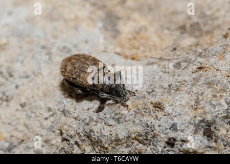 Black Vine Weevil - Otiorhynchus sulcatus Stock Photo