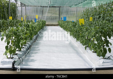 Inside Hydroponic Hothouse Stock Photo