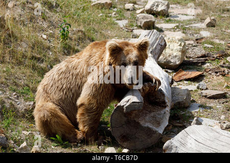 Himalayan brown bear (Ursus arctos isabellinus) Stock Photo