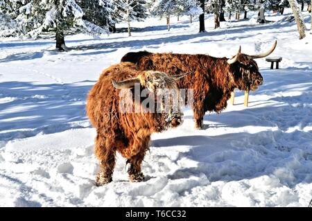 Scottish highland cattle in winter in Forbach-Herrenwies Black Forest Germany Stock Photo