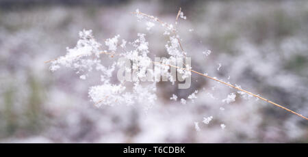 The beauty of winter forest with snow in details. Thin threads of a web and beautiful snowflakes Stock Photo