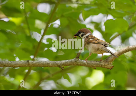 Eurasian tree sparrow Stock Photo