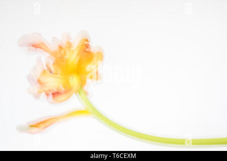 Abstract, colorful tulip moved away from camera while stem held steady, creates fun background image