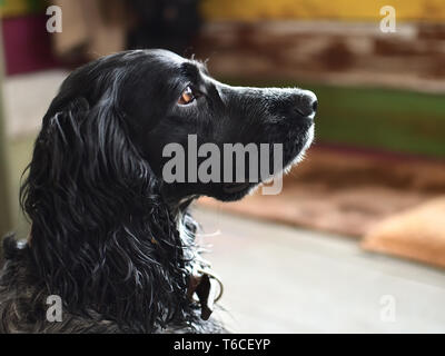 Head of russian hunting spaniel Stock Photo