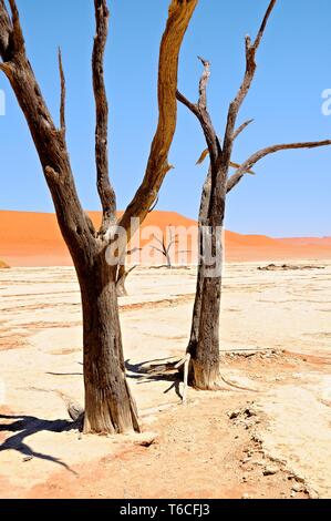 Deadvlei and the dead trees Namibia Stock Photo