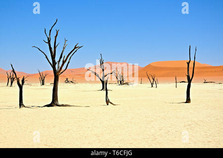 the dead trees of Deadvlei Namibia Stock Photo