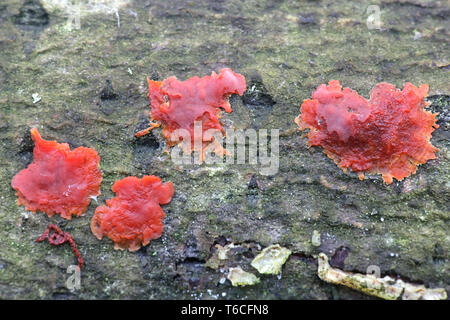 Cytidia salicina commonly known as Scarlet Splash Stock Photo