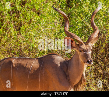 Male greater kudu Tragelaphus strepsiceros, with magnificent horns, side view with face. Samburu National Reserve, Kenya East Africa Stock Photo