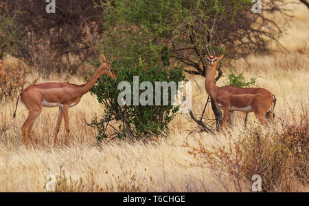 Gerenuk pair, two Litocranius walleri, standing to feed at green bush with long necks. Samburu National Reserve, Kenya, East Africa Stock Photo