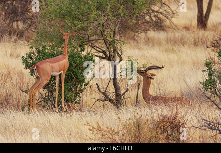 Gerenuk pair, two Litocranius walleri, standing to feed at green bush stretching long neck. Samburu National Reserve, Kenya, East Africa Stock Photo