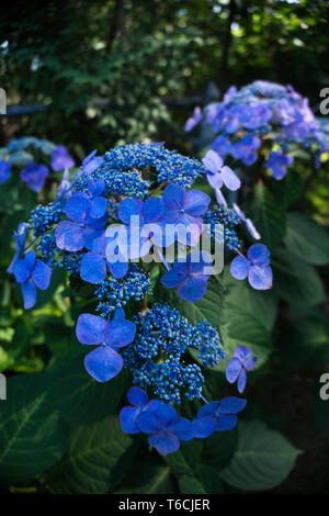Close up vivid blue lacecap hydrangea, hydrangea macrophylla summer flowering shrub Stock Photo