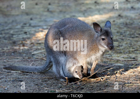 female of kangaroo with small baby in bag Stock Photo