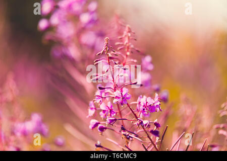 Pink fireweed flowers on spring meadow Stock Photo - Alamy