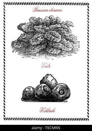 Botanical illustration of two kind of brassica oleracea: kohlabi and kale or leaf cabbage edible vegetables Stock Photo