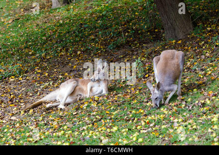 Red kangaroo, Megaleia rufa with baby in bag Stock Photo