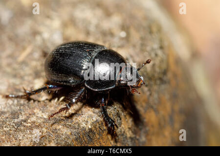 dor beetle at pine forest, macro Stock Photo