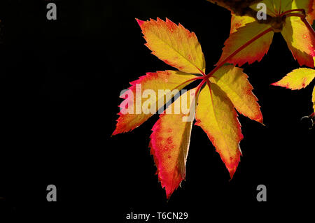 Virginia creeper in autumn Stock Photo