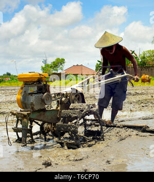 Rice field worker. Bali, Indonesia Stock Photo