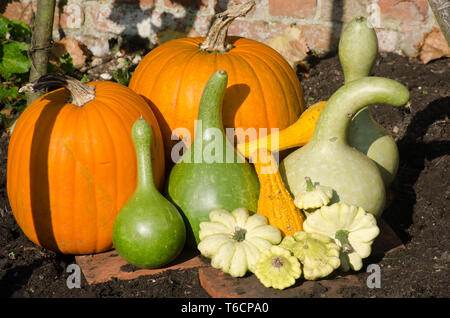 Pumpkins and Gourds on display Stock Photo