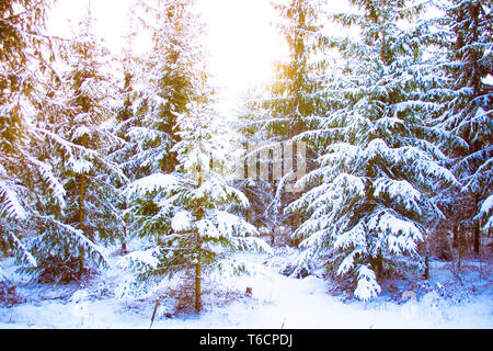 Fantastic Fairytale Magical Landscape View Christmas Tree Forest Park in Winter on a Sunny Day. Christmas Winter New Year Scenery background. Stock Photo
