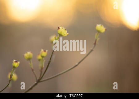 Budding branches of a dogwood tree (Cornus, family Cornaceae) on a spring evening in Indianapolis, IN, USA. Stock Photo