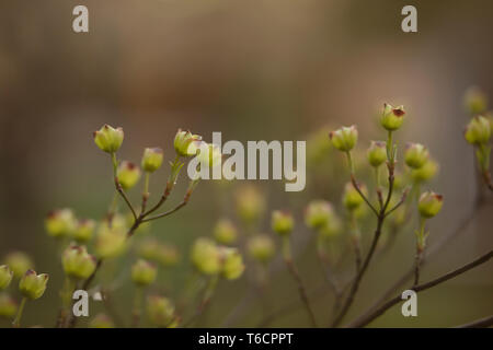 Budding branches of a dogwood tree (Cornus, family Cornaceae) on a spring evening in Indianapolis, IN, USA. Stock Photo