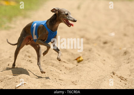 Whippet Stock Photo