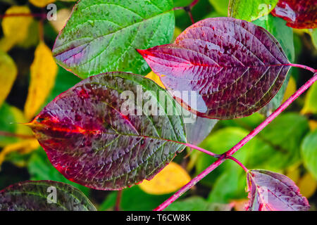 Autumn. Multicolored maple leaves. Background texture of autumn leaf. Stock Photo