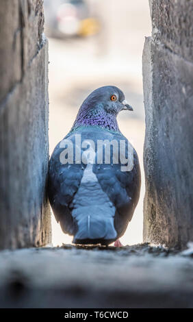 Feral Pigeon (Columba livia domestica, AKA City Dove, City Pigeon & Street Pigeon) standing in a gap in the side of an old wall in Hampshire, UK. Stock Photo