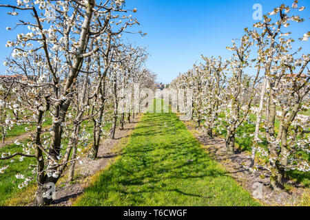 the orchard of blooming cherry in Vignola Italy Stock Photo