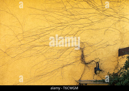 climbing plants, branches on a yellow wall Stock Photo