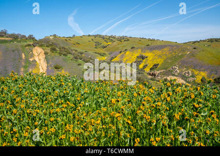 fiddlenecks wildflowers (Amsinckia) at Carrizo Plain National Monument in California during spring, with the San Andreas Fault in background Stock Photo