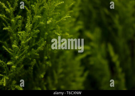 Green plant background with copy space. Christmas template Stock Photo