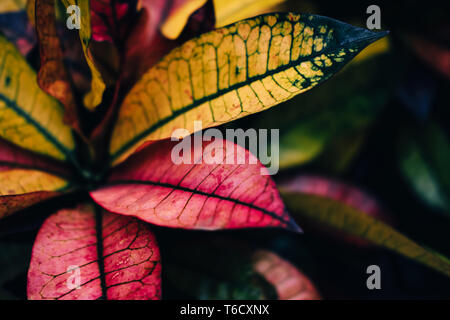 Beautiful croton flower with pink and yellow leaves on dark background Stock Photo