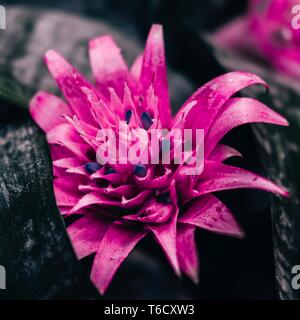 Beautiful neon pink bromelia flower. Great background Stock Photo