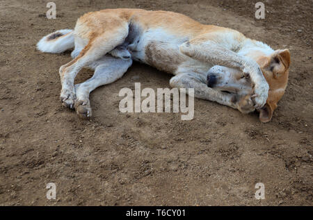 Shy dog sleeping on ground Stock Photo