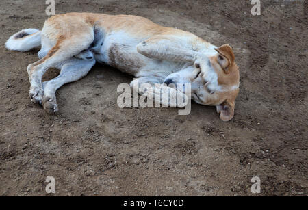 Shy dog sleeping on ground with a paw covering his face Stock Photo