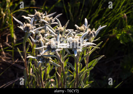 Edelweiss. Flower growing high in the mountains. Plant growing high in the mountains Stock Photo